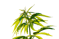Medizinische Nutzung In vielen Regionen ist der Gebrauch von Marihuana für medizinische Zwecke erlaubt